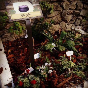 (Pervinca vinca minor o viola delle streghe, mandragora, ciclamino)