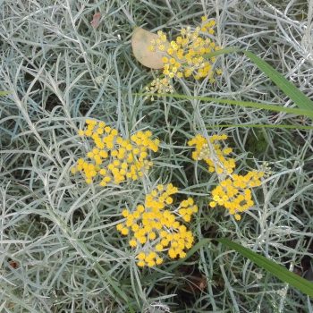 elicriso Helicrysum Italicum