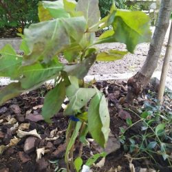 erbe magiche (4)