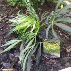 erbe magiche (5)