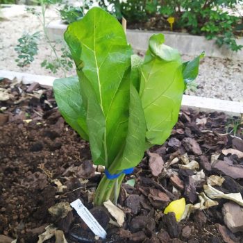 mandragora officinarum