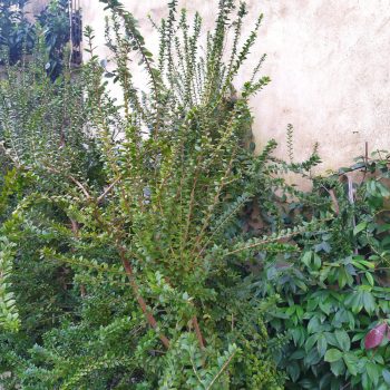 mirto