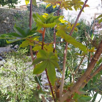 ricino ricinus communis